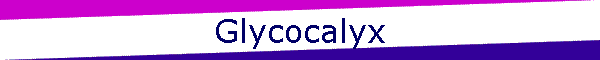 Glycocalyx